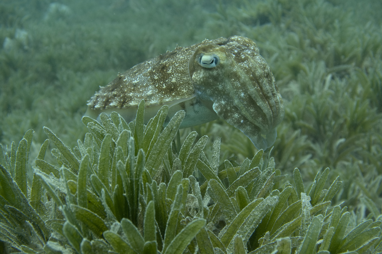 Cuttelfish