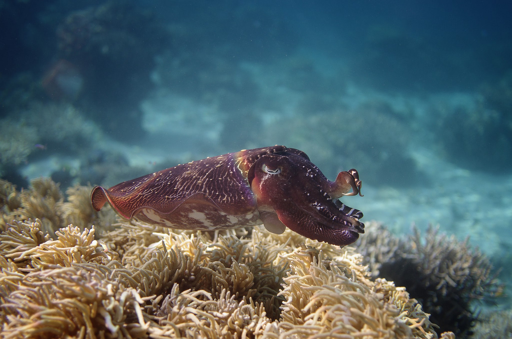 cuttle fish