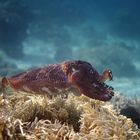 cuttle fish