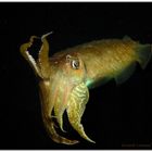 Cuttle fish at night