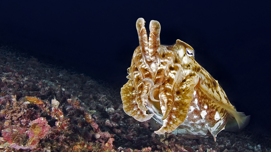 cuttle fish