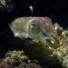 Cuttlefish