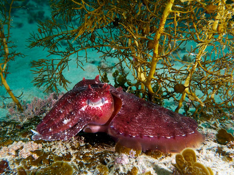 Cuttlefish