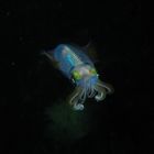 Cuttlefish beim Nachttauchgang