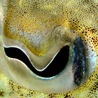 cuttlefish eye