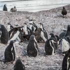 Cuverville - Skuas auf Nahrungssuche