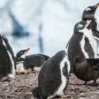 Cuverville - Skuas auf Suche nach Nahrung