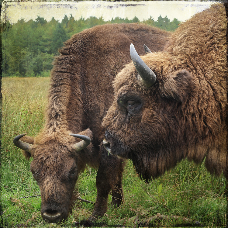 CUX : Bison Bonasus