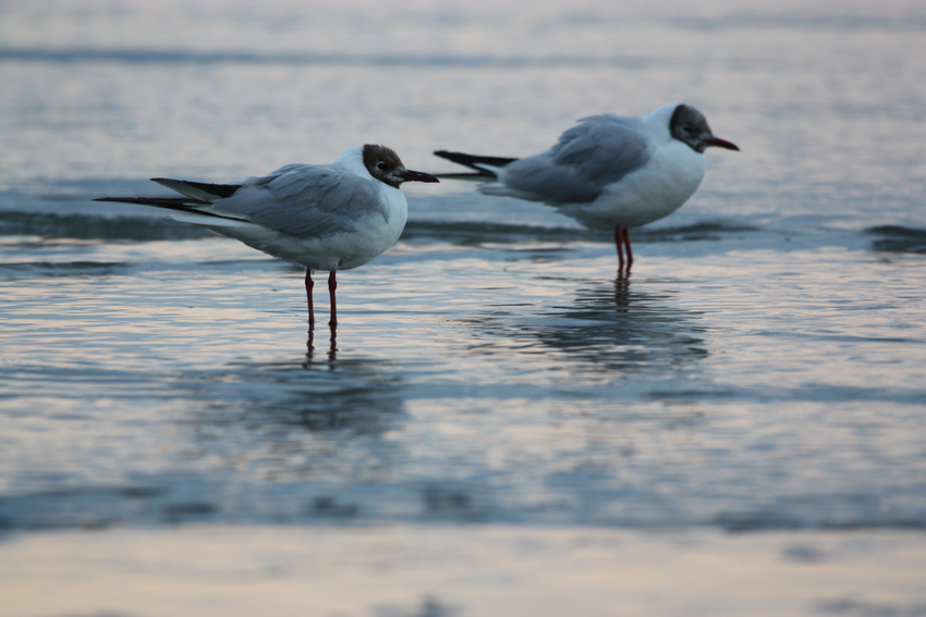 Cuxhaven