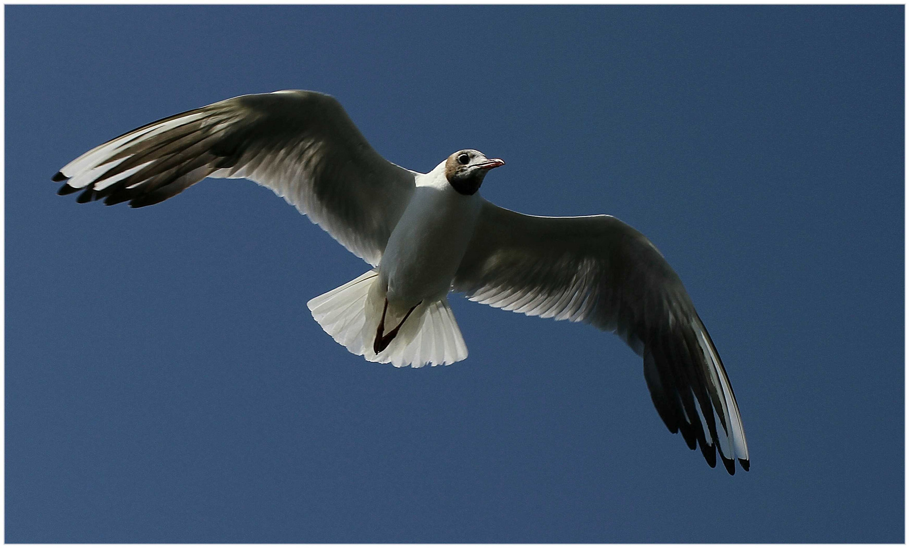 Cuxhaven ... die Möwe über uns