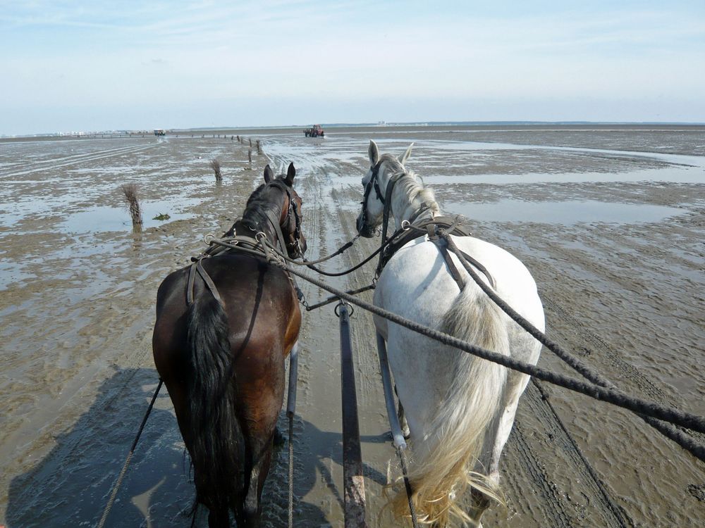 Cuxhaven IV