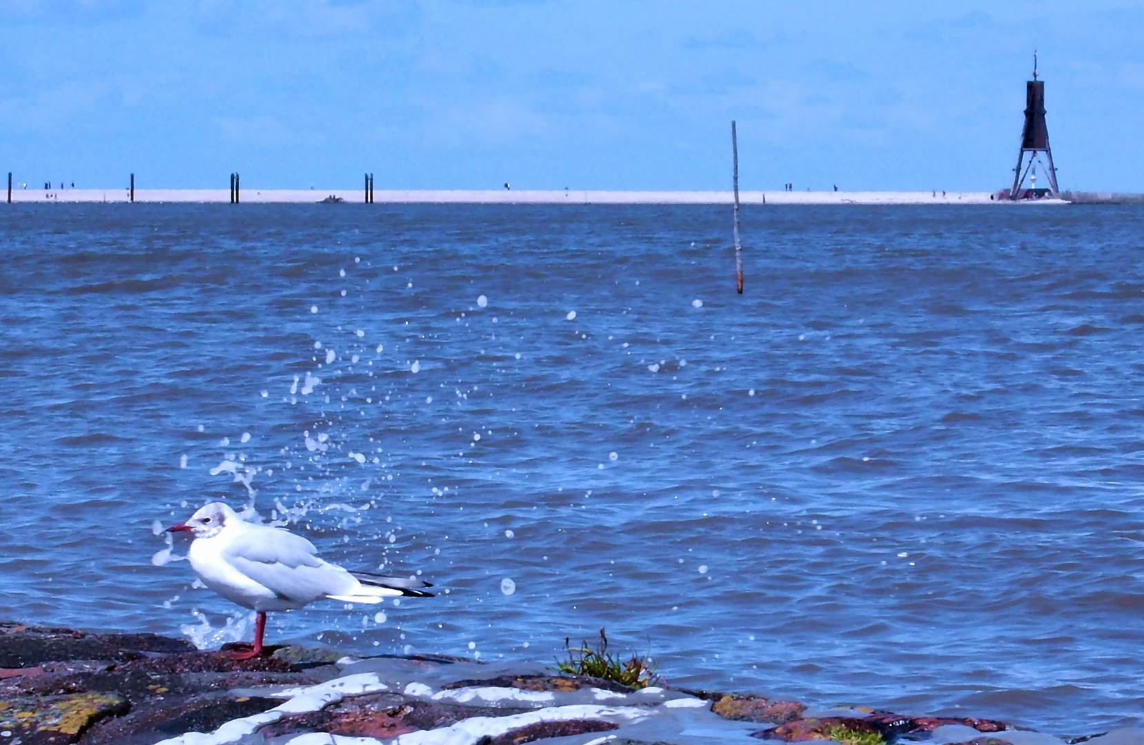 Cuxhaven Möwe