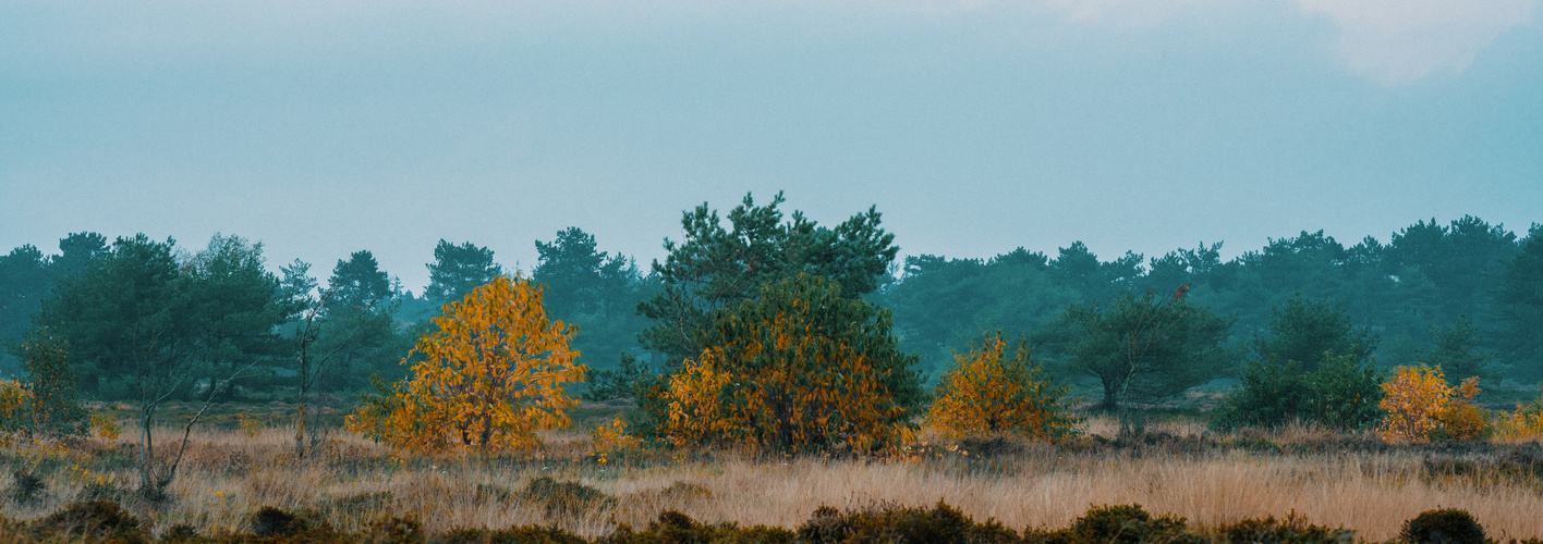 Cuxhavener Küstenheide