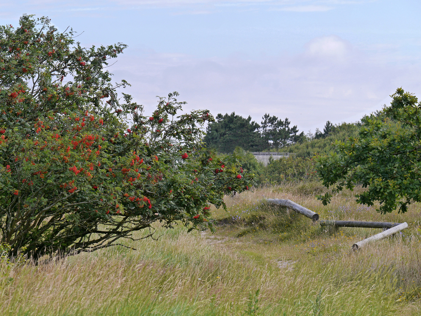 Cuxhavener Küstenheide