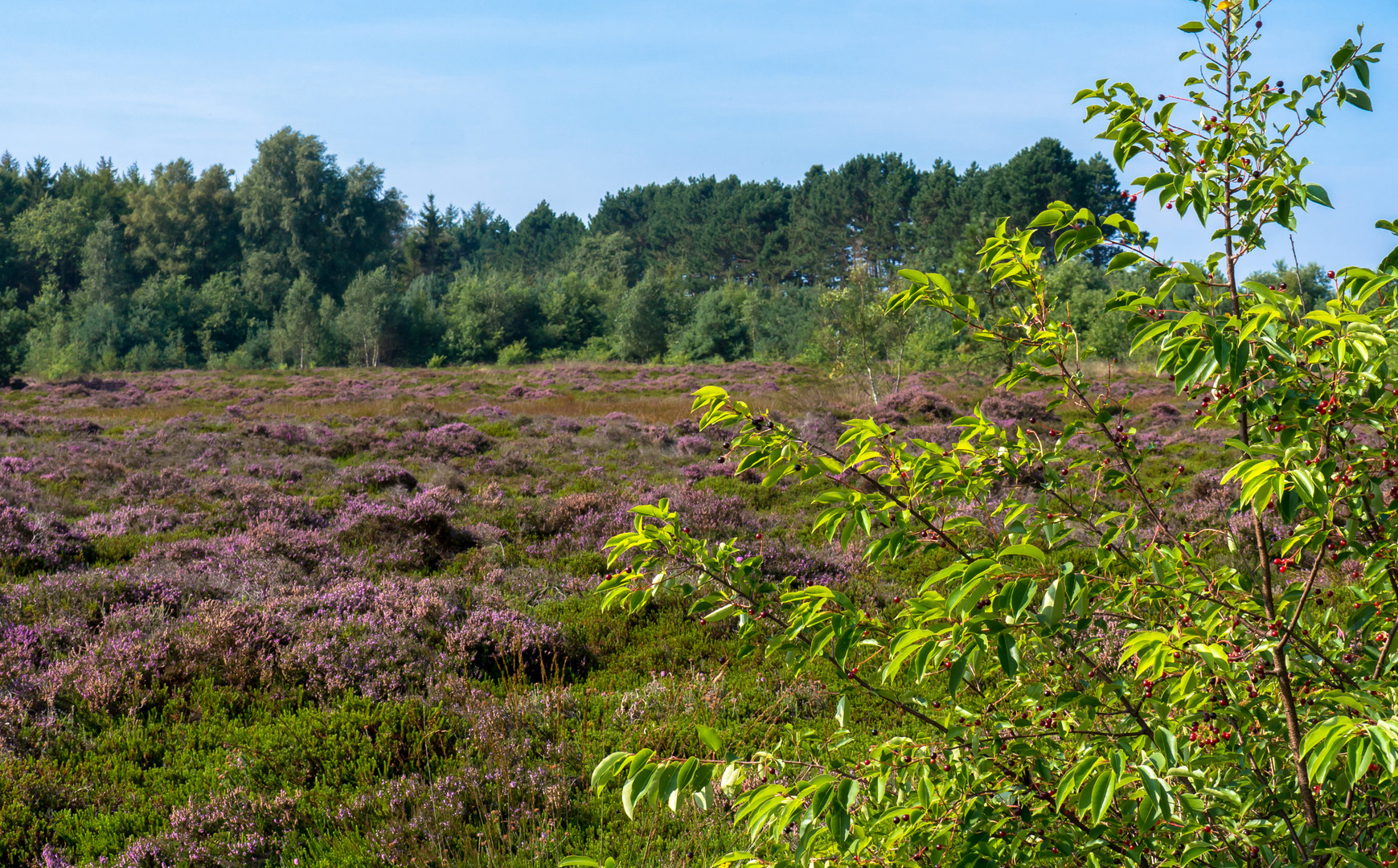 Cuxhavener Küstenheide