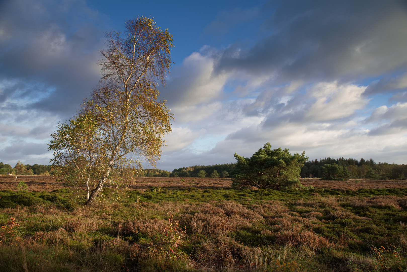 Cuxhavener Küstenheide