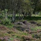 Cuxhavener Küstenheide: hier macht sich der Birkenbestand breit und ...