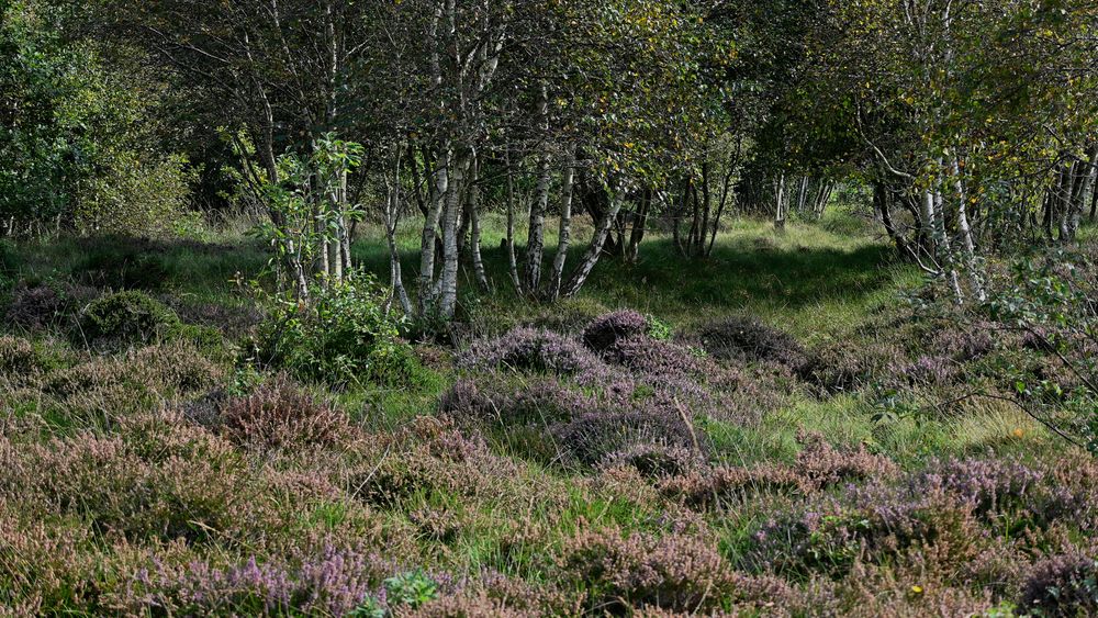 Cuxhavener Küstenheide: hier macht sich der Birkenbestand breit und ...