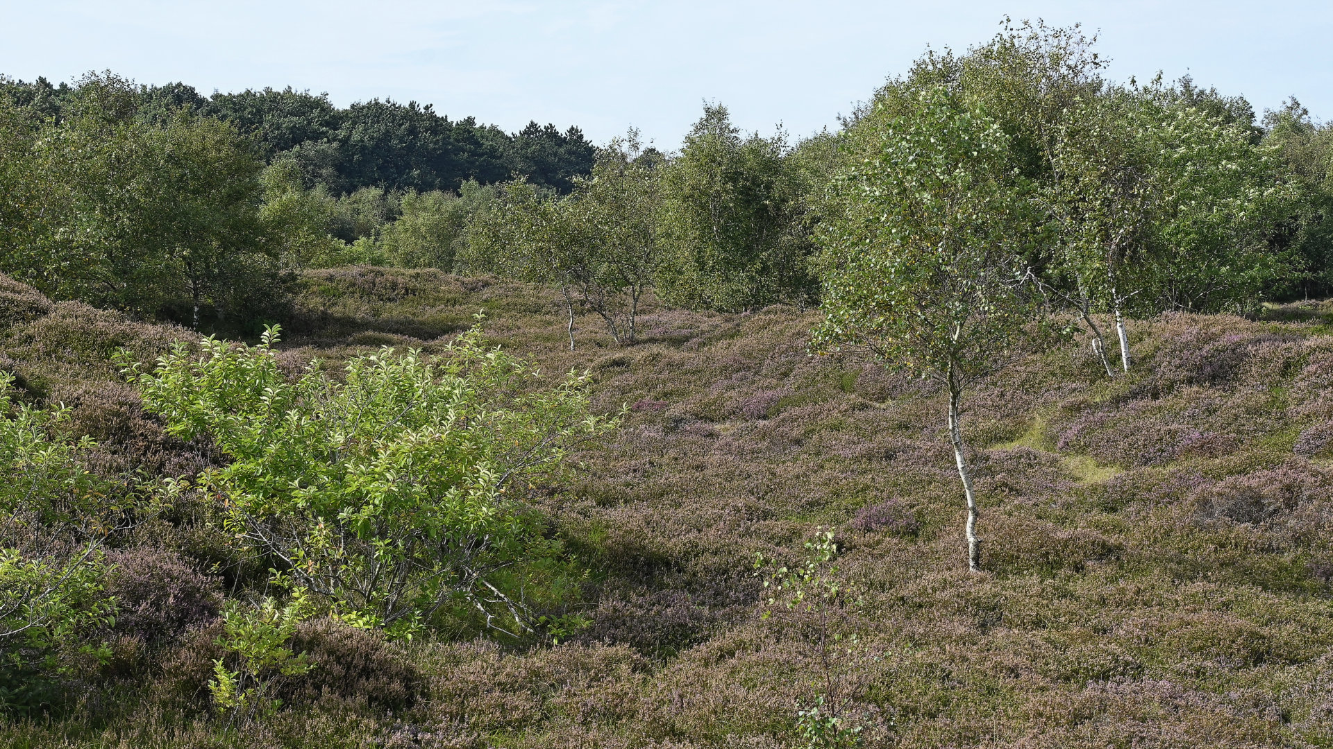 Cuxhavener Küstenheide: kleinere Solitärbäume sind für die Heide kein Problem.