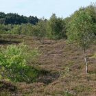 Cuxhavener Küstenheide: kleinere Solitärbäume sind für die Heide kein Problem.