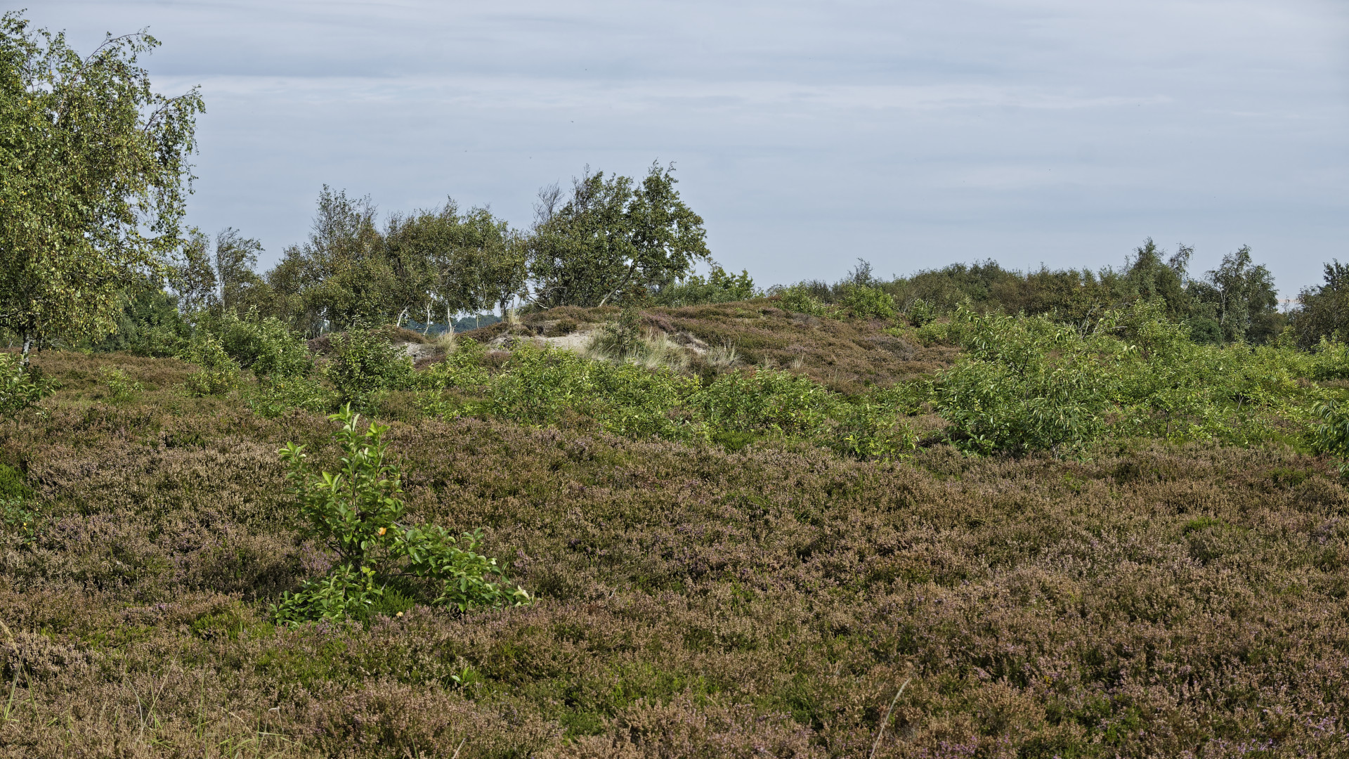 Cuxhavener Küstenheide zwischen Duhnen und Sahlenburg