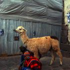 Cuzco city - Street