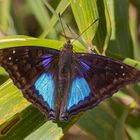 Cyan Emperor (Doxocopa cyane cyane)