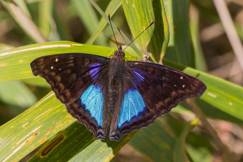 Cyan Emperor (Doxocopa cyane cyane)