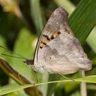 Cyan Emperor (Doxocopa cyane cyane)