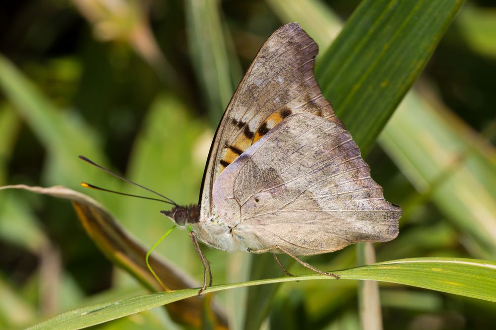 Cyan Emperor (Doxocopa cyane cyane)