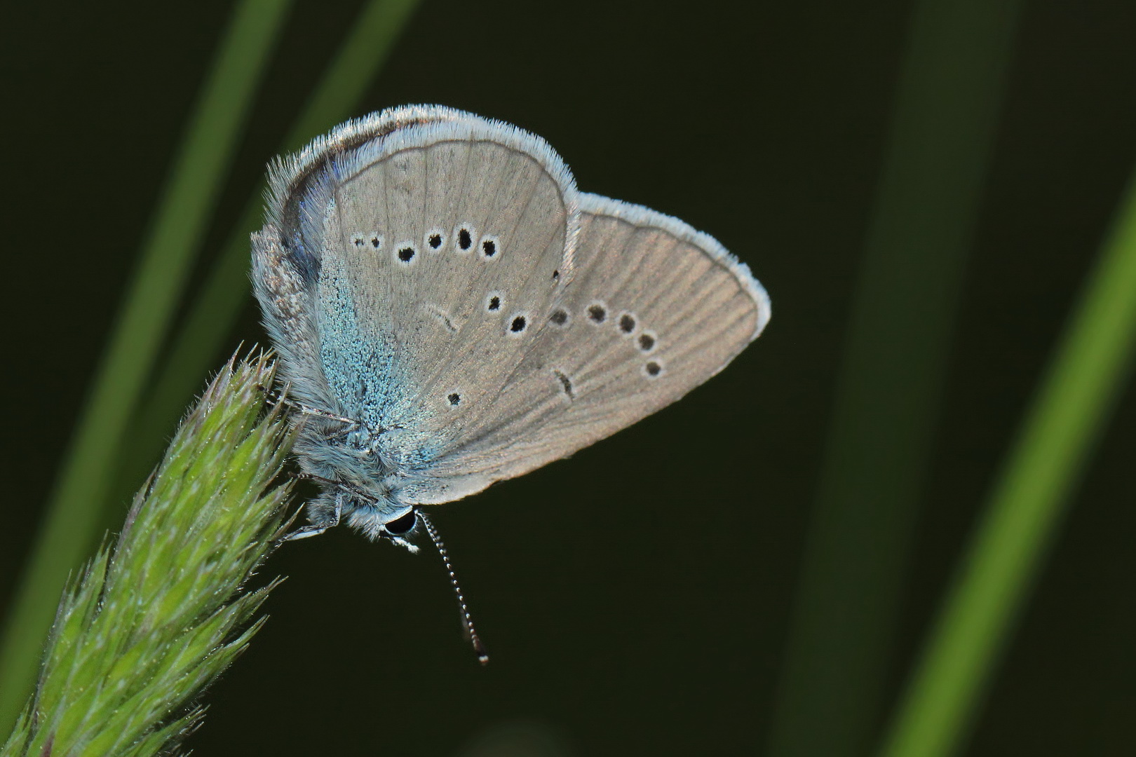 Cyaniris semiargus