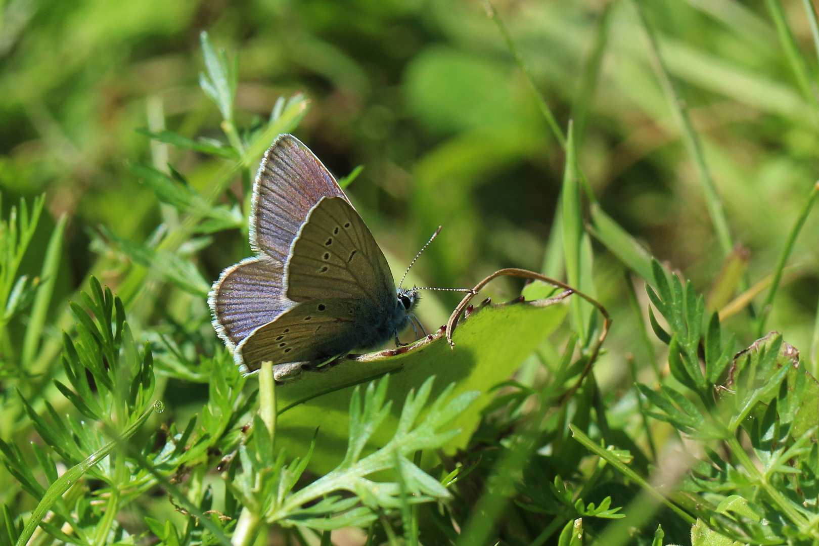 Cyaniris semiargus