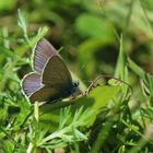 Cyaniris semiargus