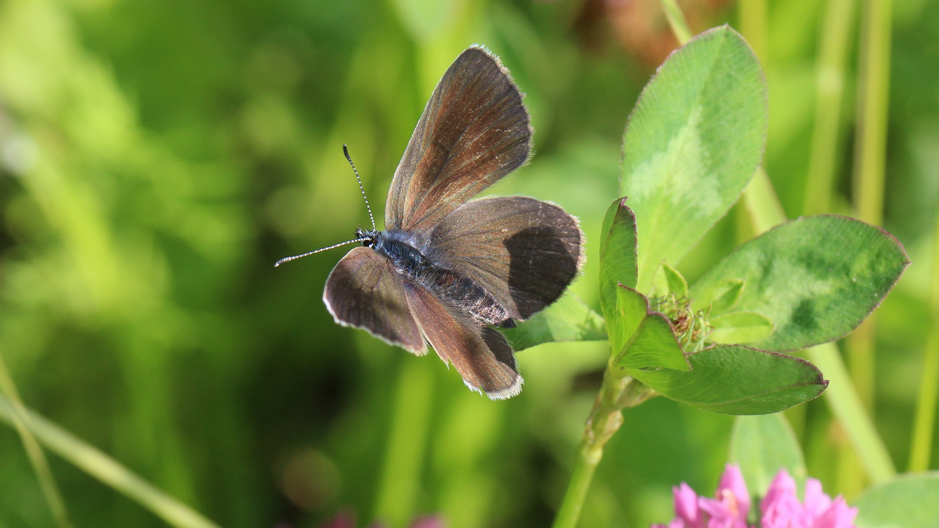 Cyaniris semiargus