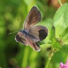 Cyaniris semiargus