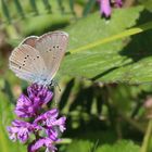 Cyaniris semiargus