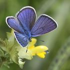 Cyaniris semiargus