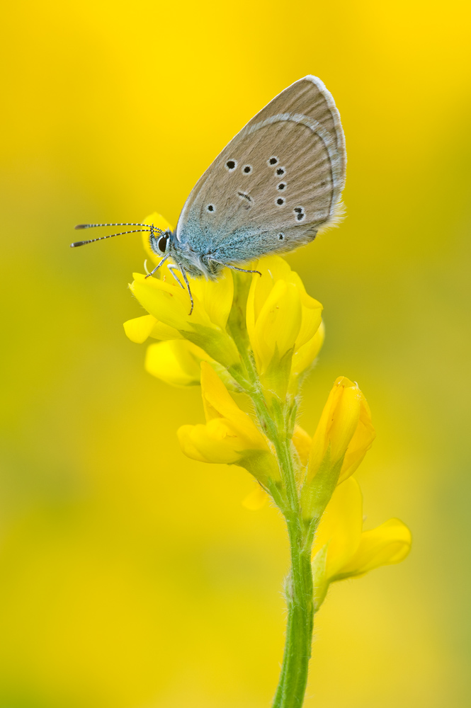 Cyaniris semiargus