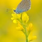 Cyaniris semiargus