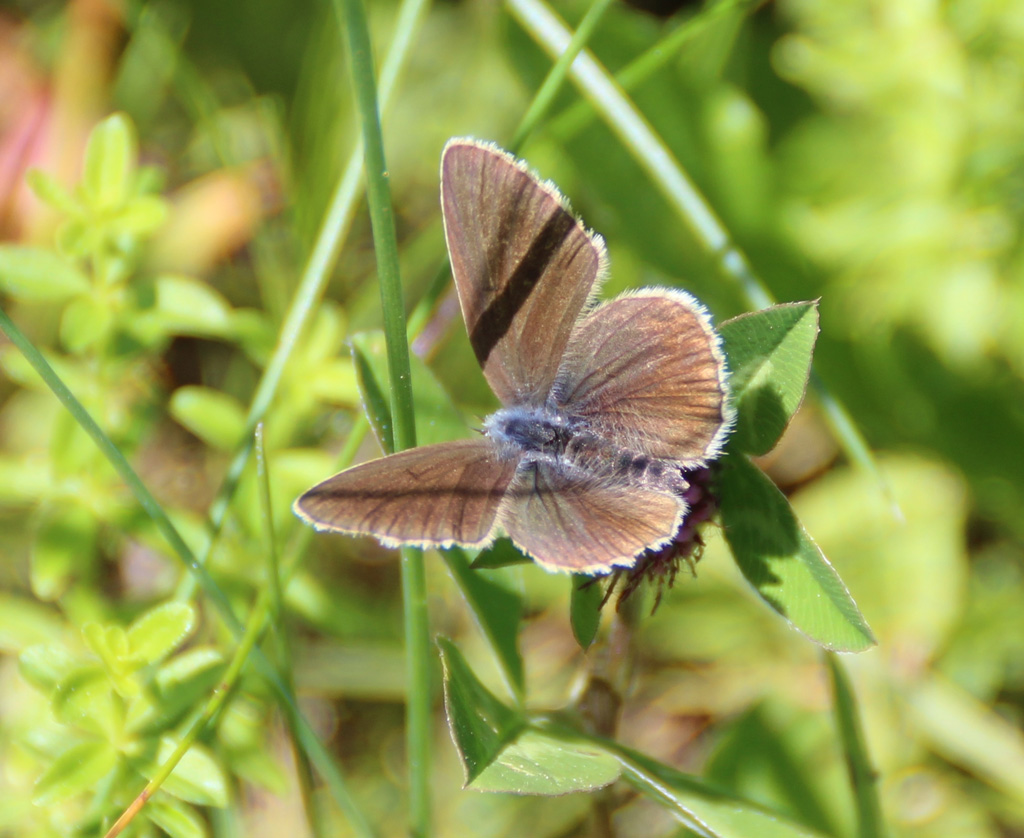  Cyaniris semiargus- Rotklee Bläuling ?