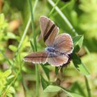  Cyaniris semiargus- Rotklee Bläuling ?