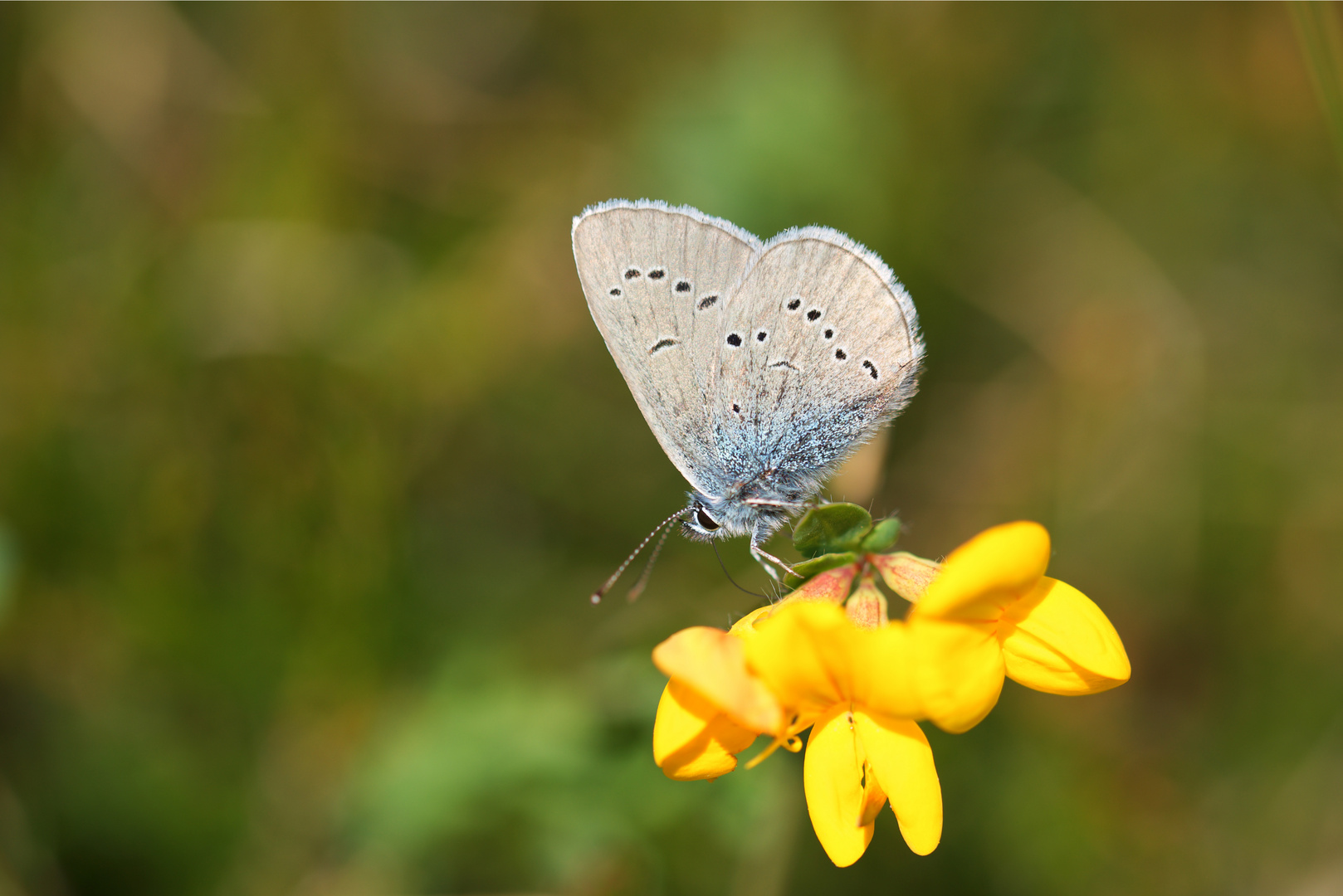  Cyaniris semiargus - Rotklee-Bläuling