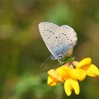  Cyaniris semiargus - Rotklee-Bläuling