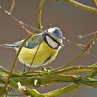 Cyanistes caeruleus