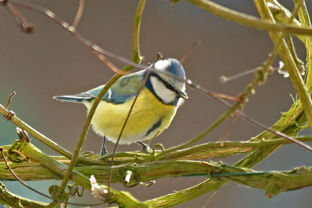 Cyanistes caeruleus