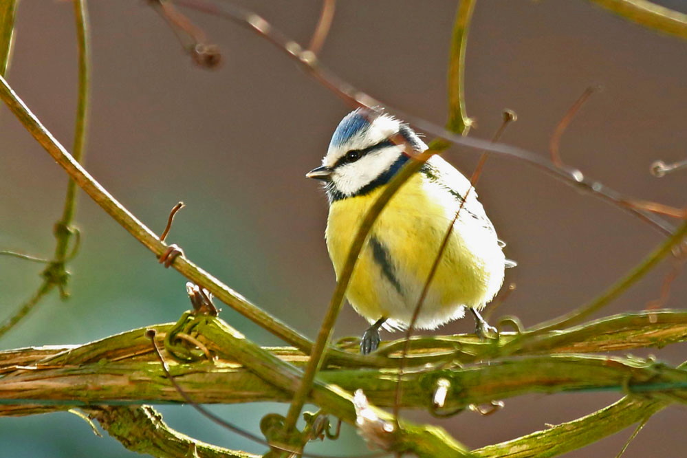 Cyanistes caeruleus