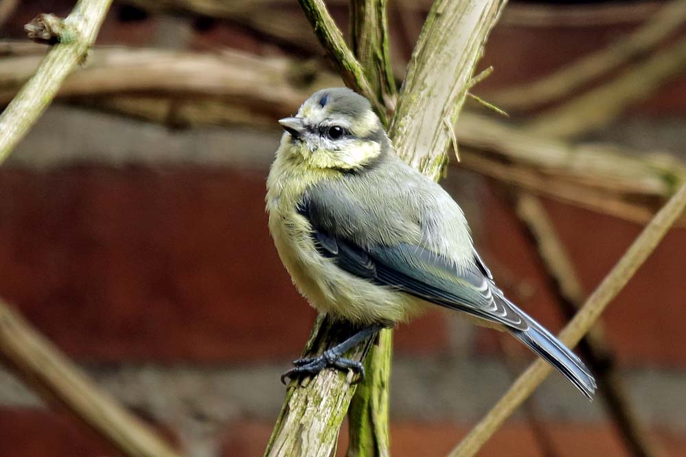 Cyanistes caeruleus