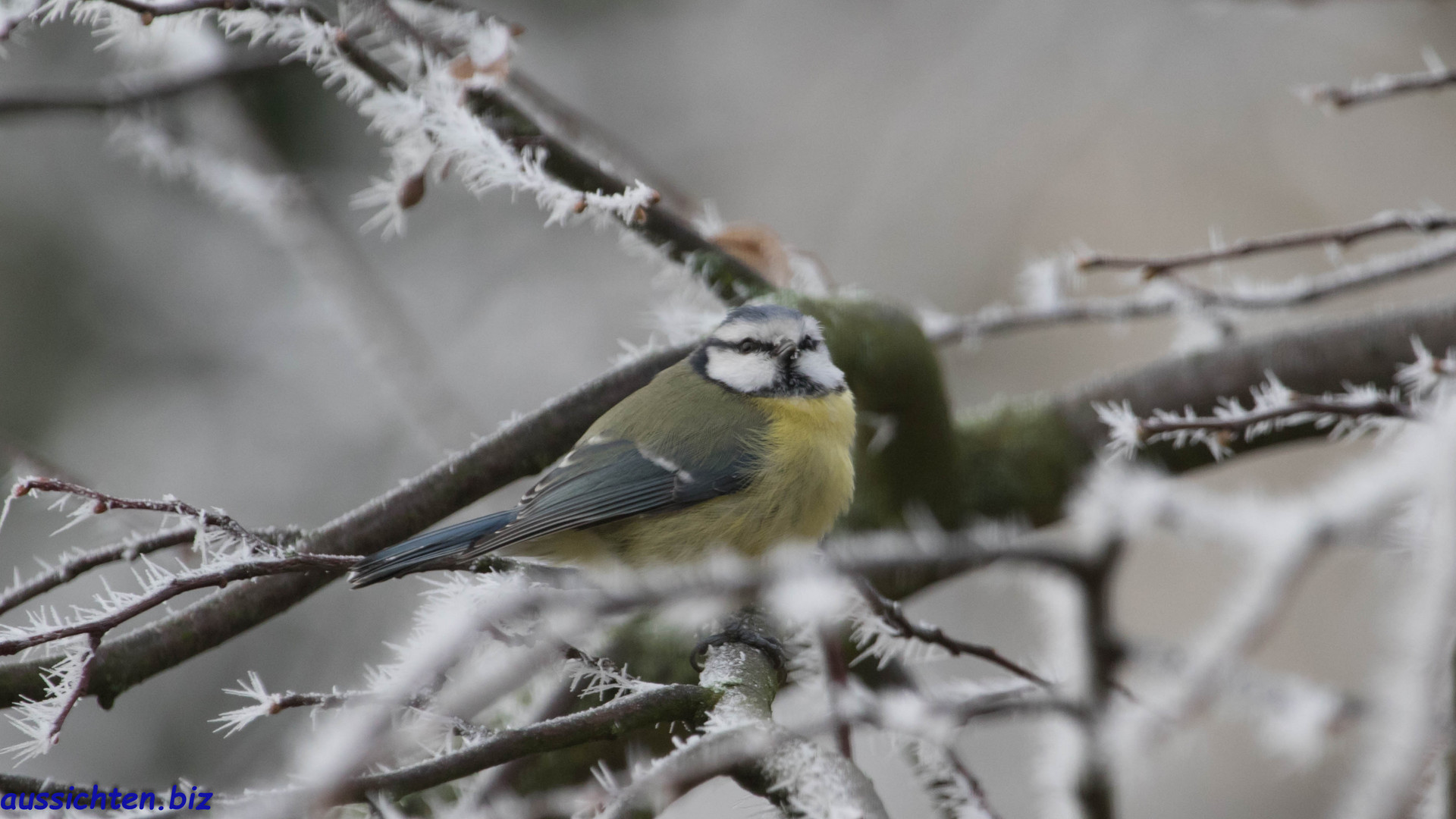 Cyanistes caeruleus 20-01-2019-007