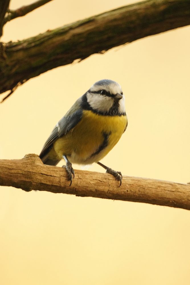 Cyanistes caeruleus