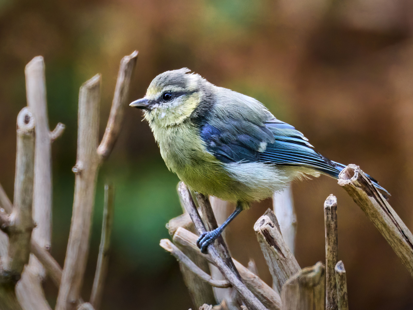 Cyanistes caeruleus